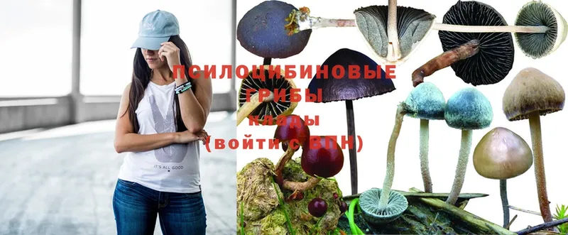 Галлюциногенные грибы Psilocybe  Катайск 